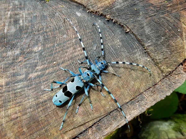 Σκαθάρι Αλπικού Longhorn Rosalia Alpina Ένα Προστατευόμενο Ευρωπαϊκό Σκαθάρι — Φωτογραφία Αρχείου