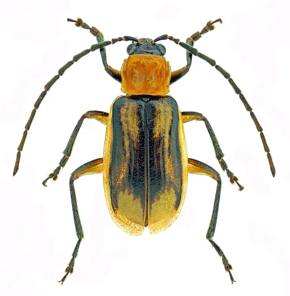 Western Corn Rootworm Diabrotica Virgifera Invasive Pest Corn — Stock Photo, Image