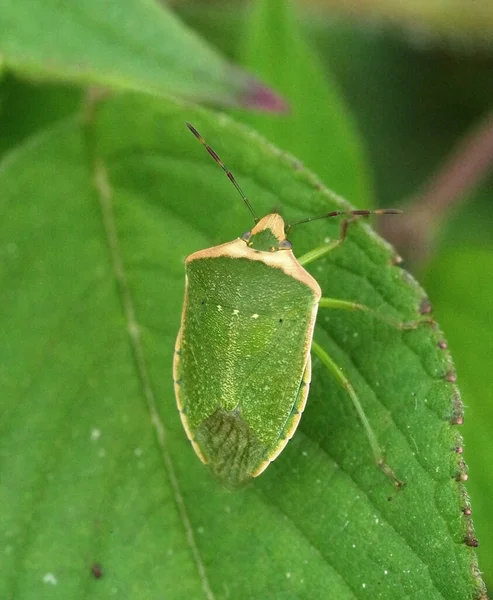 Nezara Viridula Zelený Štít Bug Jižní Smradlavý Bug Smradlavý Bug — Stock fotografie