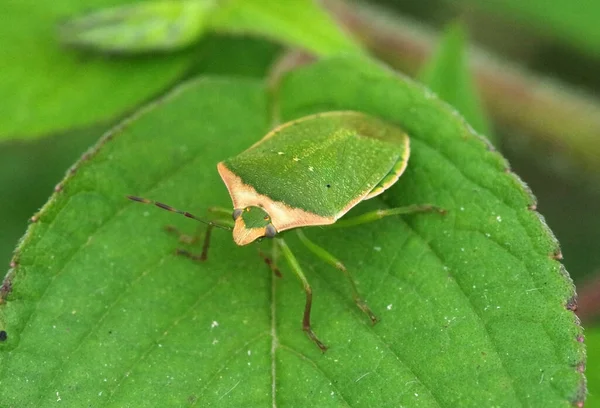 Nezara Viridula Bug Escudo Verde Bug Fedor Sul Bug Fedor — Fotografia de Stock