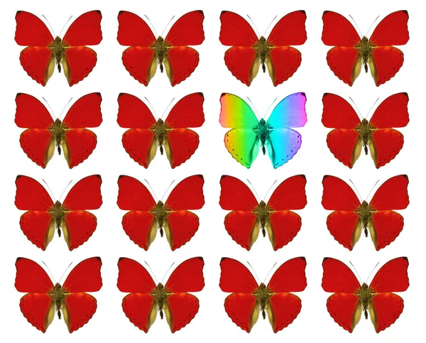Fjärilar Visar Begreppet Skillnad Individualitet Folkmassa Sticker Frihet Individualitet — Stockfoto