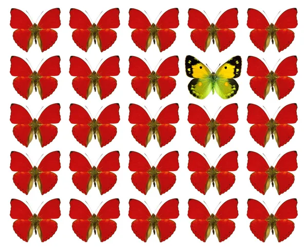 Farfalle Che Mostrano Concetto Differenza Individualità Folla Distinguersi Libertà Individualità — Foto Stock