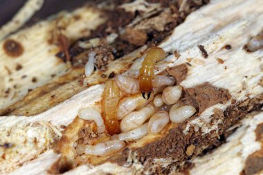 Yellownecked dry-wood termite (Kalotermes flavicollis), a serious pest in Mediterranean countries clipart