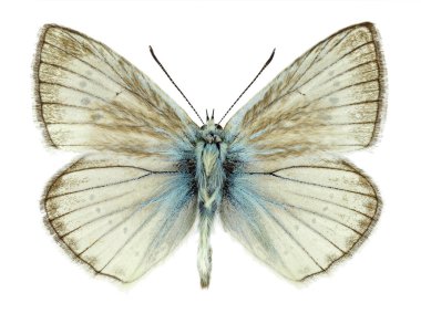 Polyommatus virgilius 'un erkek örneği, sadece İtalya' da bulunan bir kelebek türü.