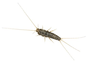 Firebrat (termobia domestica), gümüş balığının bir türüdür.