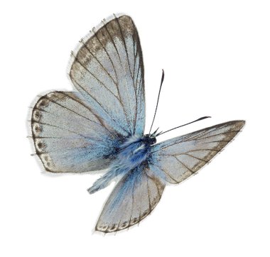 Uçuşta erkek Chalkhill mavisi (Polyommatus coridon)