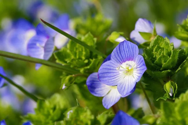 Flores Veronica Persica Birdeye Speedwell Campo Común Speedwell Persa Speedwell — Foto de Stock