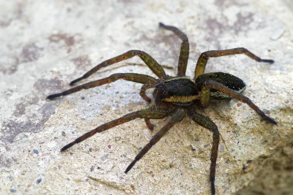 Raft Spider (Dolomedes fimbriatus))