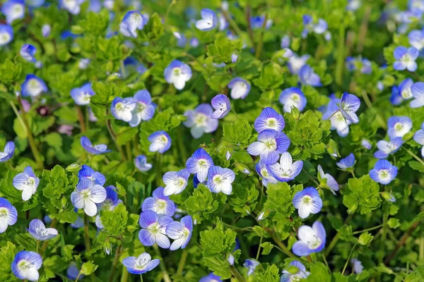 Flores Veronica Persica Birdeye Speedwell Campo Común Speedwell Persa Speedwell — Foto de Stock