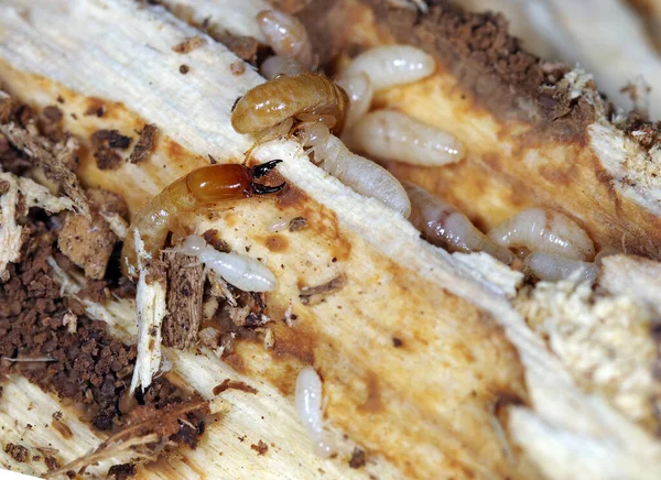 Akdeniz ülkelerinde ciddi bir baş belası olan sarı boyunlu kuru tahta termit (Kalotermes flavicollis)