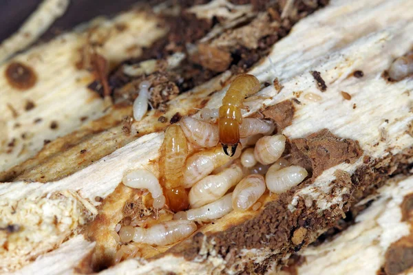 Termitas Madera Seca Cuello Amarillo Kalotermes Flavicollis Una Plaga Grave —  Fotos de Stock