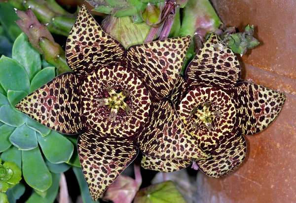 Orbea variegata, leş kokulu leş çiçekleri.