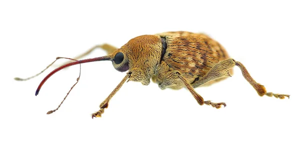 Curculio Pellitus Weevil Uma Espécie Mediterrânea — Fotografia de Stock