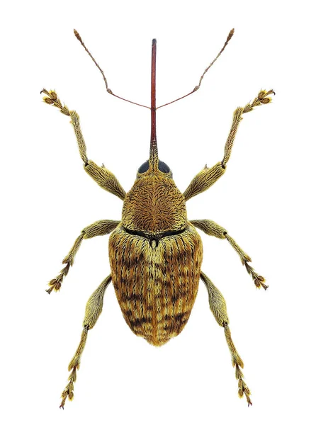 Curculio Pellitus Weevil Středomořský Druh — Stock fotografie