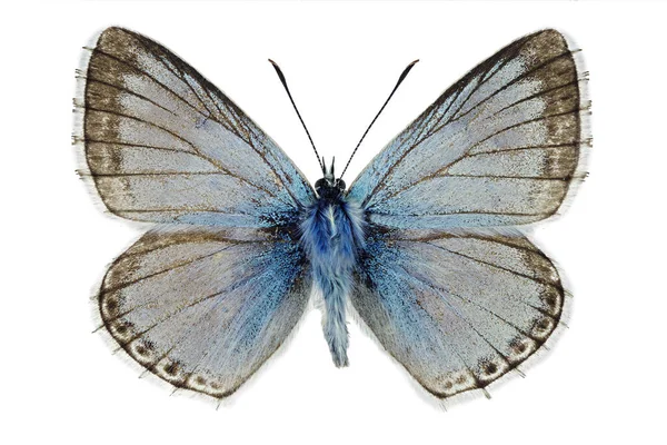 Chalkhill Blue Polyommatus Coridon Männliches Exemplar — Stockfoto