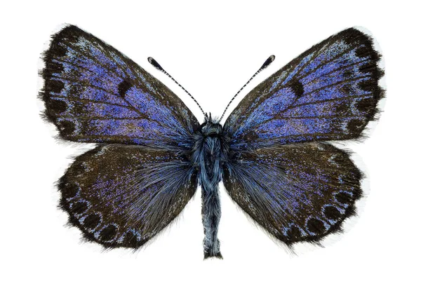 Chequered Azul Espécime Masculino Isolado Branco — Fotografia de Stock