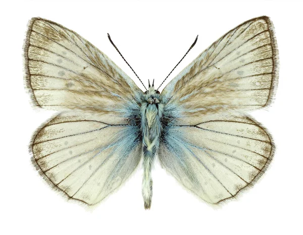 Männliches Exemplar Von Polyommatus Virgilius Einer Schmetterlingsart Die Nur Italien — Stockfoto