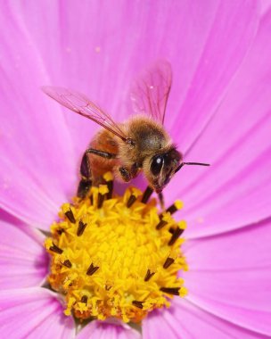 Pembe ve sarı kozmos çiçekleri üzerinde arı