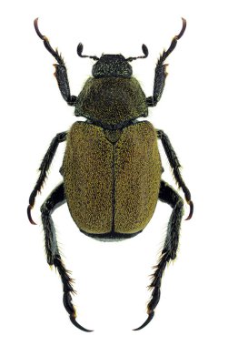 Hoplia meridiana, Güney İtalya 'dan yeni keşfedilmiş bir chafer türü.