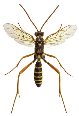 Latibulus argiolus, Polistes arılarına saldıran bir parazit ichneumonid.