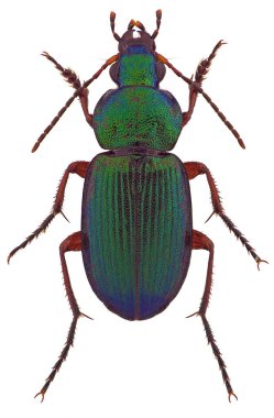Dinoidler kara böceğini deşifre eder
