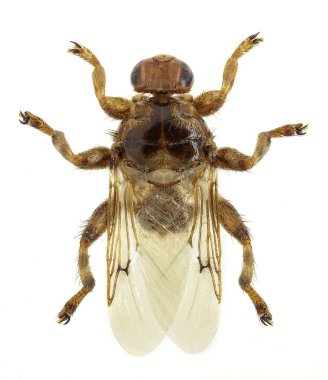 Bitfly Hipobosca equina