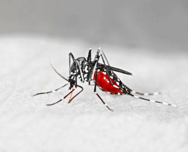 Kaplan sivrisineği (Aedes albopictus) kanla dolu, Avrupa 'da egzotik hastalıklar yayan yabancı bir tür.