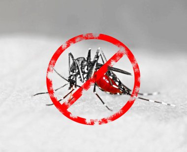 Kaplan sivrisineği (Aedes albopictus) kanla dolu, Avrupa 'da egzotik hastalıklar yayan yabancı bir tür.
