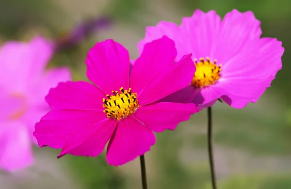 Fleurs Roses Cosmos Plein Soleil — Photo