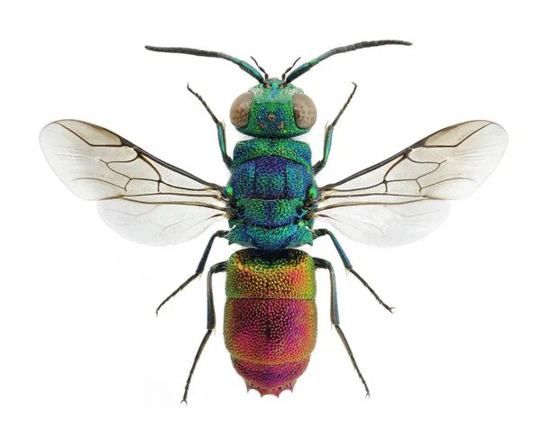 Beautiful Cuckoo Wasp Chrysis Comta Europe — Stock Photo, Image