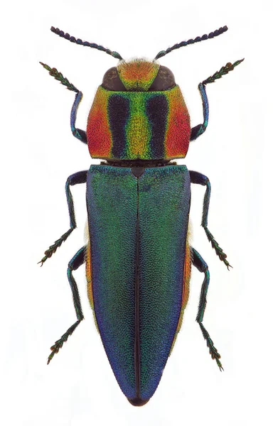 Anthaxia Hungarica Fêmea Escaravelho Jóias Países Mediterrânicos — Fotografia de Stock