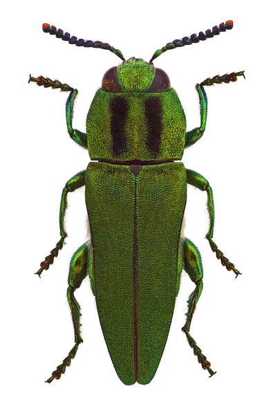 来自地中海国家的珠宝甲虫 — 图库照片