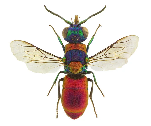 Pseudospinolia Uniformis Eine Beeindruckende Kuckuckswespe Aus Europa — Stockfoto