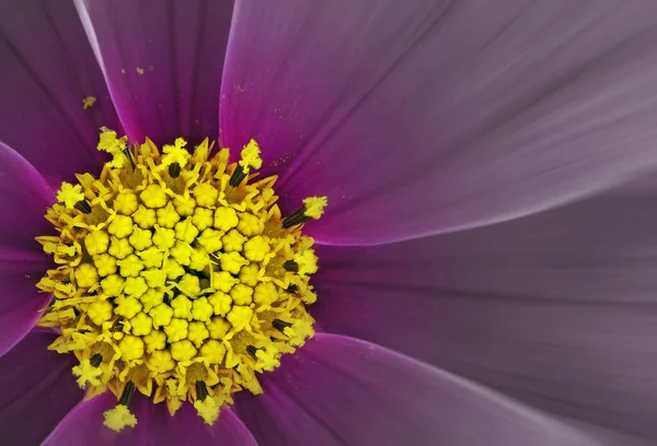 Разноцветный Цветок Космоса Белом Фоне — стоковое фото
