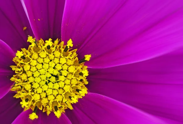 Detalle Flor Del Cosmos Con Desenfoque Selectivo — Foto de Stock