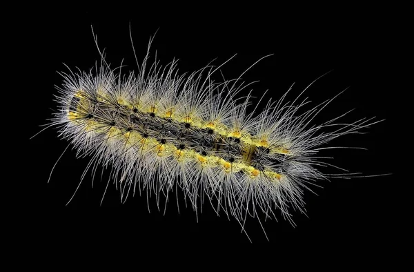 Webworm Autunnale Hyphantria Cunea Una Specie Aliena Introdotta Europa — Foto Stock