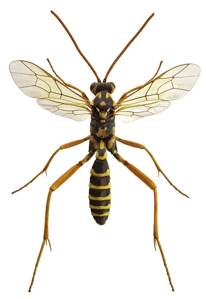 Latibulus Argiolus Parasitoid Ichneumonid Attacking Polistes Wasps — Stock Photo, Image