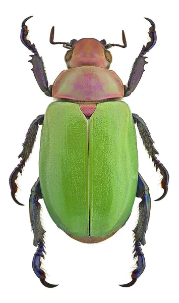 Chrysina Erubescens Scarab Beetle Mexico — Stock Photo, Image