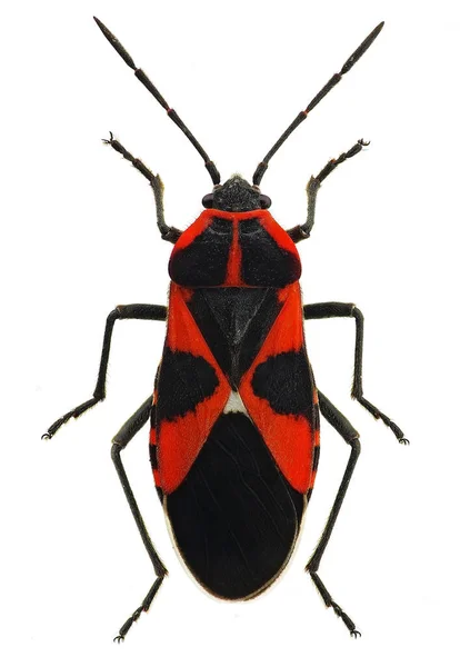 Tropidothorax lökopterus, Avrupa 'dan gelen bir yosun böceği.