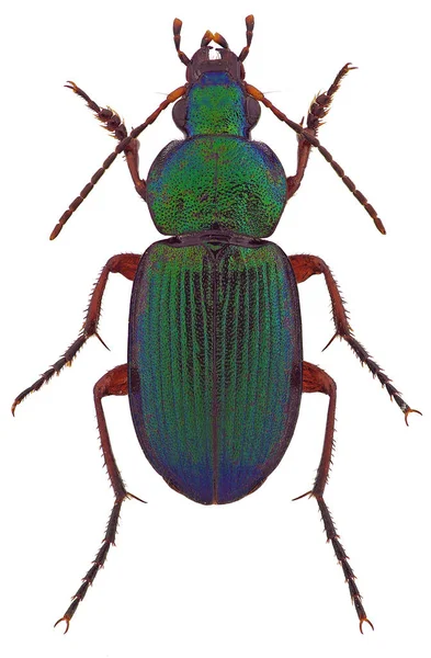 Dinodes Decipiens Ground Beetle — Stock Photo, Image