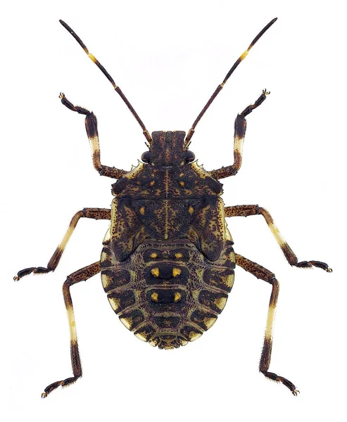 Mladý Hnědý Marmorated Smrad Bug Halyomorpha Halys Nymfa — Stock fotografie