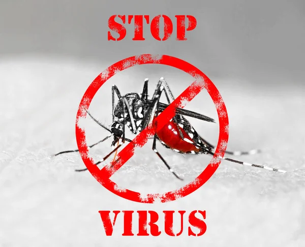 Nyamuk Macan Aedes Albopictus Penuh Dengan Darah Spesies Asing Yang — Stok Foto