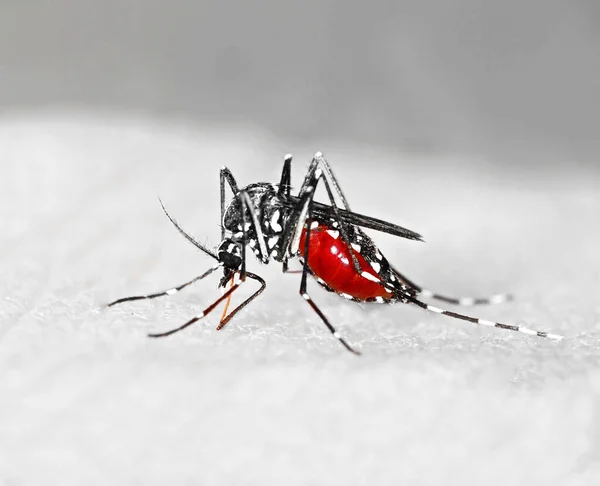 Mosquito Tigre Aedes Albopictus Cheio Sangue Uma Espécie Alienígena Espalhando — Fotografia de Stock