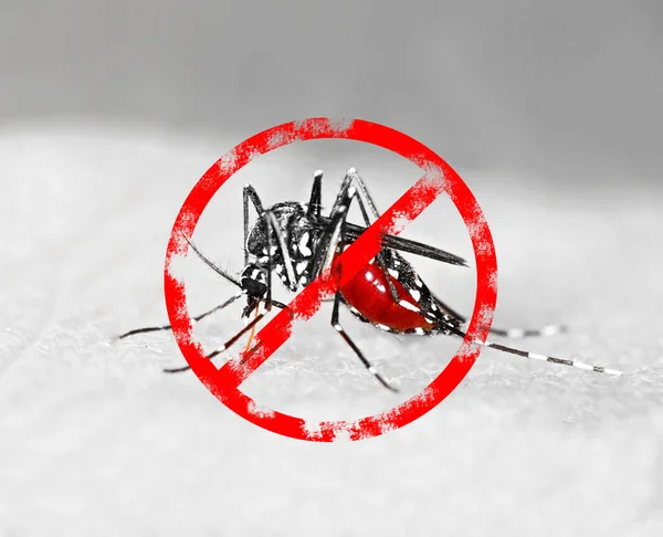 Kaplan sivrisineği (Aedes albopictus) kanla dolu, Avrupa 'da egzotik hastalıklar yayan yabancı bir tür.