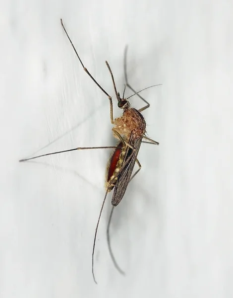 Mosquito Pendurado Uma Parede Após Uma Refeição — Fotografia de Stock