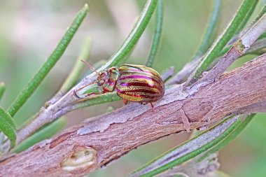 Biberiye böceği (Chrysolina americana), bir Akdeniz biberiye ve diğer otlar.