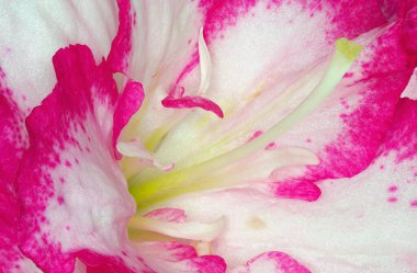 Azalea çiçeği, yakından incele.