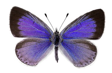 Holly blue (Celastrina argiolus), dişi
