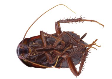 Beyaz arka planda ölü hamamböceği (Blatta orientalis) izole