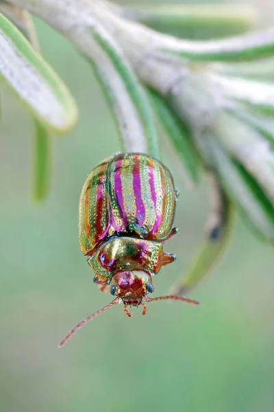Biberiye böceği (Chrysolina americana), bir Akdeniz biberiye ve diğer otlar.